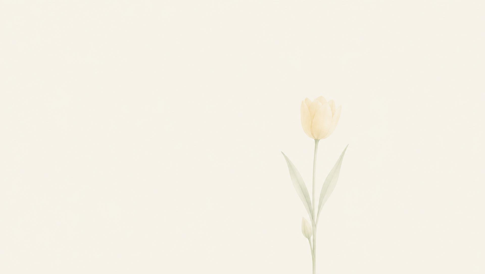 Een uitgroeiende tulp die vanuit een gesloten knop openbloeit